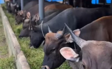 Pemkab Bengkulu Pastikan Penyakit Hewan Ternak Terkendali Jelang Idul Adha 2026