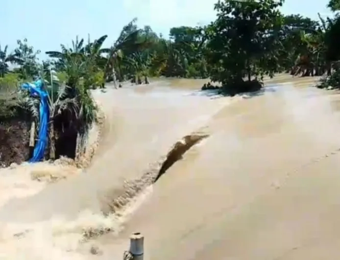Tanggul Sungai Tuntang Jebol, Banjir Rendam Desa di Demak Jawa Tengah
