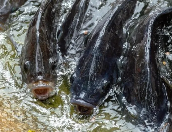 Hati-Hati Konsumsi 3 Ikan Kesukaan Warga RI yang Perlu Dibatasi