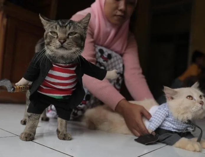 7 Manfaat Pelihara Kucing di Rumah yang Terbukti Secara Ilmiah