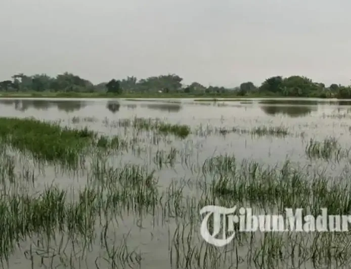 525 Hektare Sawah Terendam Banjir di Jombang, Kualitas Gabah Terancam Turun