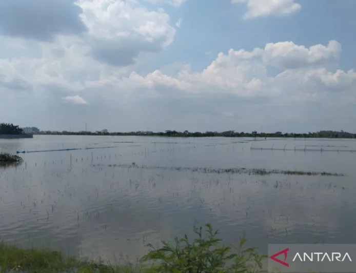 671 Hektare Sawah Terdampak Banjir di Kabupaten Demak, Ini Dampaknya