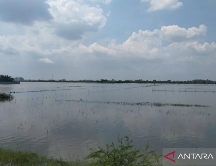 671 Hektare Sawah di Demak Terendam Banjir, Ribuan Warga Mengungsi