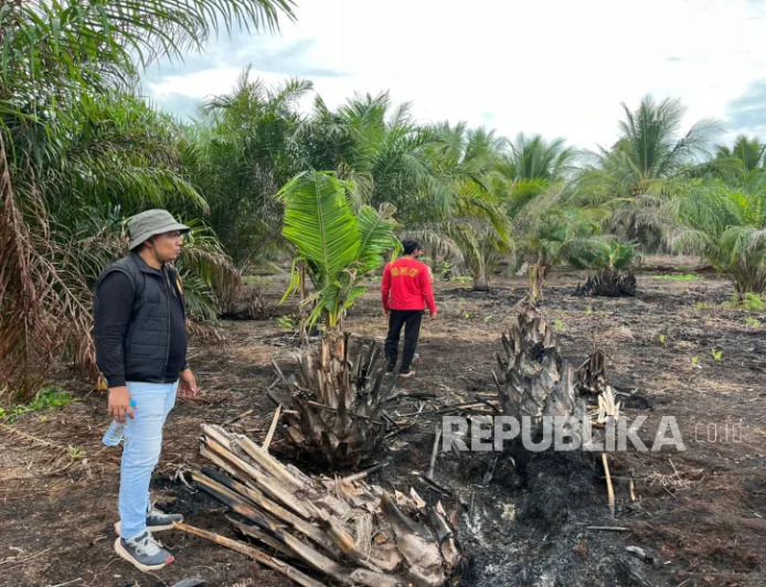 Penegakan Hukum Karhutla Diperketat untuk Cegah Kebakaran Hutan Meluas