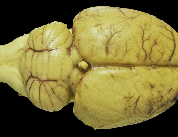 Neuron Otak Tikus Dilatih untuk Melakukan Komputasi AI Real-Time, Terobosan Brain-Machine Interface