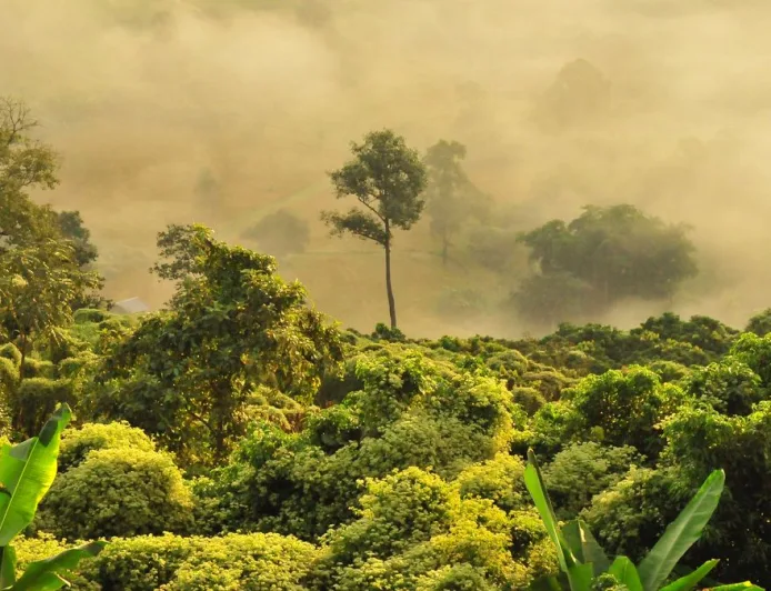 Perhutanan Sosial di Sikka Hasilkan Kopi Arabika Unggulan dengan Nilai Ekonomi Tinggi
