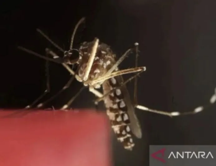 Kemenkes Dorong Penanganan Serius Penyakit ATM di Papua Pegunungan