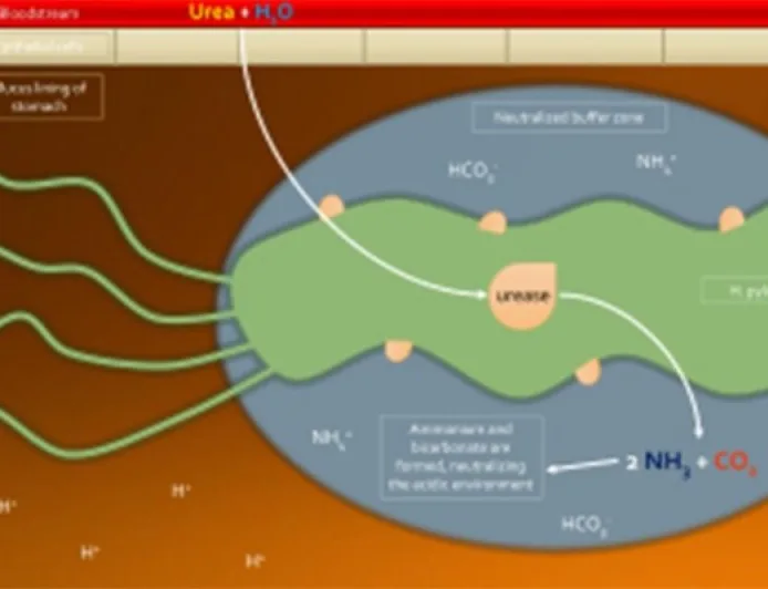 Kedekatan Sosial Pengaruhi Keberagaman Bakteri Usus, Studi Baru Ungkap Fakta Menarik