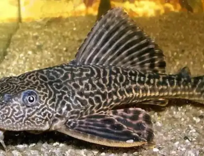 Operasi Penangkapan Ikan Sapu-Sapu di Jakarta: Apakah Aman untuk Dikonsumsi?