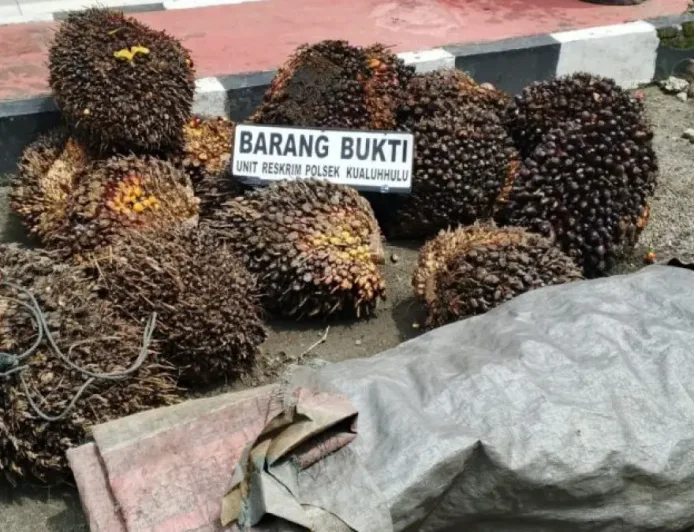 Pelaku Bajing Sawit di Labura Ditangkap, Dua Rekan Masih Buron