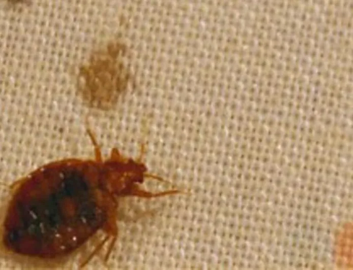 Wabah Kutu Pembunuh di Korea Selatan: 422 Orang Tewas dan Upaya Pencegahan