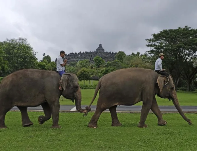 Pemerintah Resmi Larang Atraksi Wisata Gajah Tunggang