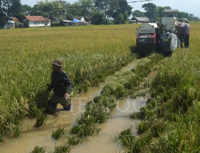 Petani Tegalluar Panen Padi Lebih Awal Akibat Banjir, Hindari Gagal Panen