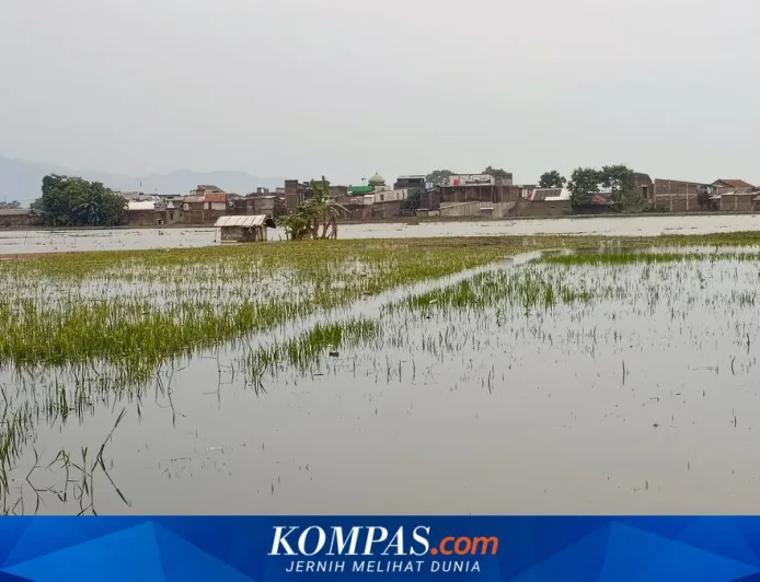 Sawah 500 Hektar di Tegalluar Gagal Panen Akibat Banjir, 85 Persen Lahan Terendam