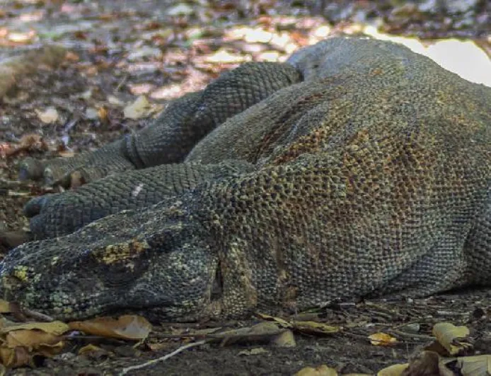 Polda Jatim Bongkar Sindikat Perdagangan Satwa Dilindungi, Komodo dan Trenggiling Diselamatkan