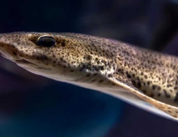 Ikan Sidat Indonesia Punya Kandungan Omega-3 Tertinggi Mengalahkan Salmon