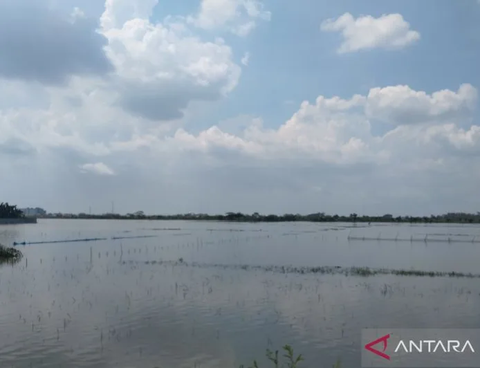 Pemkab Demak Upayakan Bantuan Benih untuk 278 Hektare Padi Puso Akibat Banjir