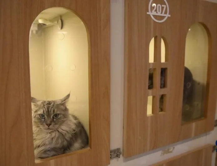 7 Manfaat Pelihara Kucing untuk Kesehatan Tubuh dan Mental Terbukti Ilmiah