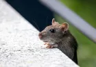 Hantavirus dan Penyakit Zoonosis Berbahaya di Indonesia yang Perlu Diwaspadai