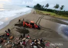 BPBD Aceh Barat Keruk Muara Sungai untuk Antisipasi Banjir di Meulaboh