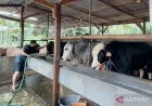 Peternak Sapi di Bekasi Waspadai Penyakit BEF Jelang Idul Adha 1447 H