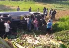 Kecelakaan Jember: Truk Terguling Setelah Tabrakan dengan Mobil Pikap di Kencong