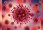 Ancaman Penyakit Zoonosis, DPR: Jangan Tunggu Hantavirus Membesar Baru Bertindak