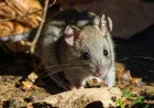 Tukang Sampah dan Warga di Daerah Langganan Banjir Paling Berisiko Terinfeksi Hantavirus