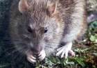 Selain Hantavirus, Inilah 5 Penyakit yang Ditularkan oleh Tikus