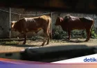 Hukum Kurban Setiap Tahun atau Sekali Seumur Hidup? Ini Penjelasannya