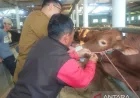 Sumedang siapkan layanan cepat tanggap antisipasi penyakit hewan kurban