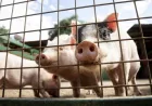 Konsumsi Daging Babi di ASEAN: Vietnam Paling Tinggi, Indonesia Terendah
