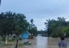 Banjir Kembali Rendam Desa Bandar Tarutung Tapsel, Ratusan Warga Terpaksa Mengungsi