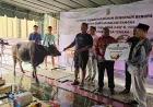 Meki Nawipa Serahkan Puluhan Ekor Sapi Kurban, Perkuat Solidaritas Sosial di Provinsi Papua Tengah