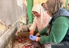 DKP3 Kota Cirebon pastikan hewan kurban bebas penyakit berbahaya