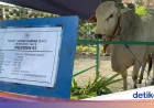 Gerindra soal 1.098 Sapi Kurban Presiden dari APBN: Tak Langgar Aturan