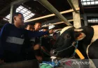 Kemarin, Prabowo salurkan sapi 910 kg-banjir di KAT Gorontalo Utara