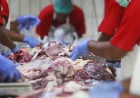 Cara Ampuh Simpan Daging Kurban Awet Berbulan-bulan, Ini Tipsnya