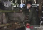Cegah penyakit hewan menular, BKHIT Maluku awasi 89 kerbau ke Sulsel