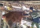 Pengiriman Hewan Kurban dari Wonogiri Turun Drastis Akibat Regulasi Pencegahan Penyakit Ternak dari Daerah Lain