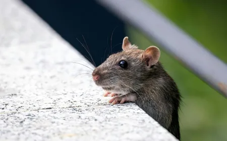 Hantavirus dan Penyakit Zoonosis Berbahaya di Indonesia yang Perlu Diwaspadai