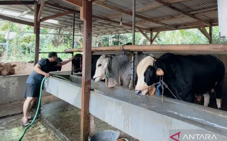Peternak Sapi di Bekasi Waspadai Penyakit BEF Jelang Idul Adha 1447 H
