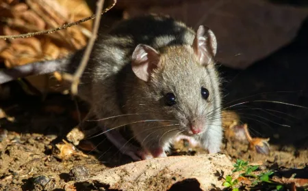 Tukang Sampah dan Warga di Daerah Langganan Banjir Paling Berisiko Terinfeksi Hantavirus