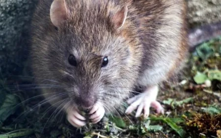 Selain Hantavirus, Inilah 5 Penyakit yang Ditularkan oleh Tikus