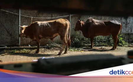 Hukum Kurban Setiap Tahun atau Sekali Seumur Hidup? Ini Penjelasannya
