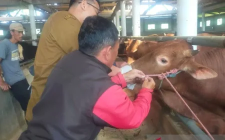 Sumedang siapkan layanan cepat tanggap antisipasi penyakit hewan kurban