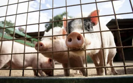 Konsumsi Daging Babi di ASEAN: Vietnam Paling Tinggi, Indonesia Terendah