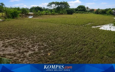 Banjir Lumajang Sebabkan 7 Hektar Sawah Gagal Panen dan Ribuan Rumah Terendam