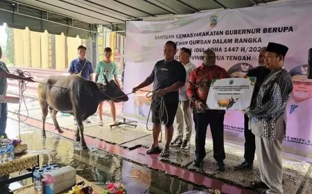 Meki Nawipa Serahkan Puluhan Ekor Sapi Kurban, Perkuat Solidaritas Sosial di Provinsi Papua Tengah
