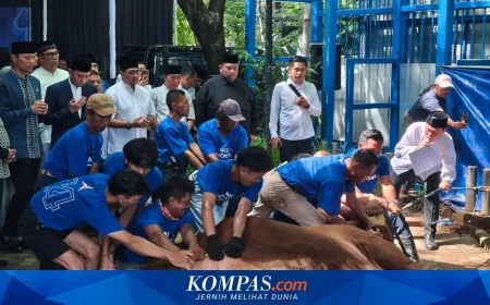 Idul Adha 1447 H, Partai Demokrat Kurbankan  63 Ekor Sapi